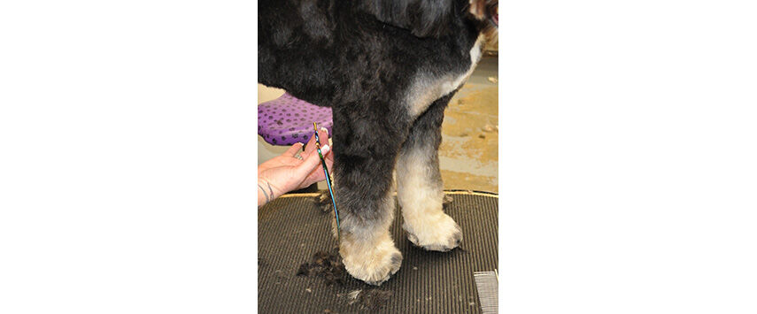 Grooming the Bernadoodle